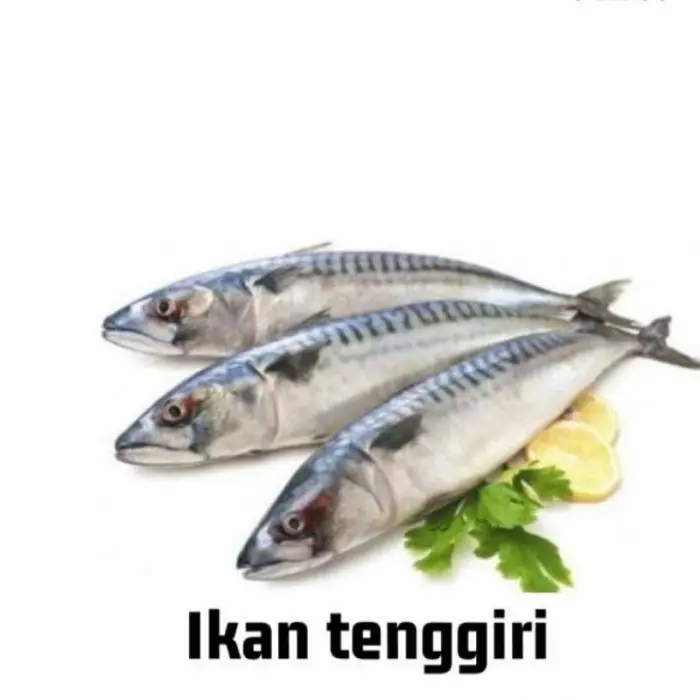 Tenggiri Kecil